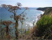 Steilk�ste auf der Insel R�gen