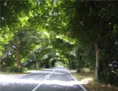 Deutsche Alleenstrasse auf der Insel R�gen