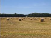 Sommer auf der Insel R�gen