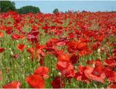 Unendliche Mohnfelder auf der Insel R�gen